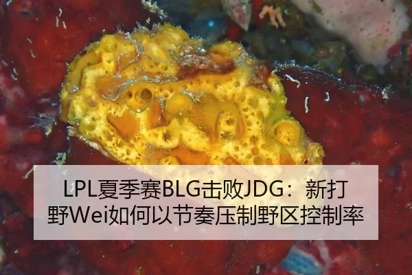 LPL夏季赛BLG击败JDG：新打野Wei如何以节奏压制野区控制率